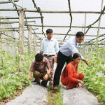 Mô hình trồng rau của gia đình chị Nguyễn thị Hằng ở xóm 7, xã Khánh Thành, huyện Yên Khánh (Ninh Bình)