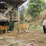 Các hộ dân huyện Sốp Cộp (Yên Bái) sử dụng vốn ưu đãi phát triển chăn nuôi