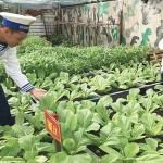 Các chiến sỹ đảo Sinh Tồn Đông chăm sóc vườn rau sau giờ huấn luyện