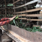 Mô hình nuôi dê thịt của bà Lê Thị Kính cho thu nhập mỗi năm cả trăm triệu đồng
