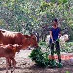 Gia đình anh Nguyễn Quang Bình vay vốn chính sách nuôi bò
