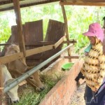 Người nghèo ở huyện Chư Prông (Gia Lai) vay vốn chính sách đầu tư nuôi bò