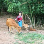 Từ nguồn vốn ưu đãi của NHCSXH, chị Hồ Thị Nhép ở huyện A Lưới đã đầu tư trồng trọt và chăn nuôi bò, tạo sinh kế vươn lên thoát nghèo
