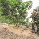 Nguồn vốn ưu đãi của NHCSXH tỉnh Hưng Yên tạo điều kiện cho người dân cải tạo ruộng đất kém hiệu quả sang trồng cây ăn quả thu nhập cao