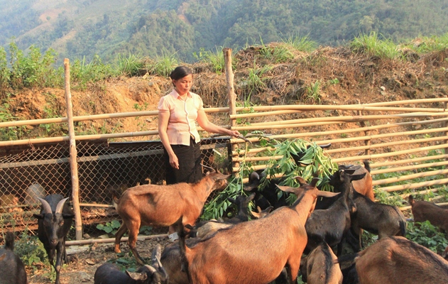 lai chau