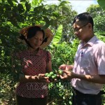 Gia đình chị Nguyễn Thị Hà ở xóm Cao Sơn, xã Nam Hưng, huyện Nam Đàn được vay vốn ưu đãi đầu tư, mở rộng diện tích cây ăn quả