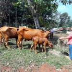 Người nghèo ở vùng biên Bình Phước vay vốn chính sách đầu tư chăn nuôi bò