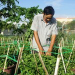 Hộ nghèo ở thành phố Đà Nẵng vay vốn chính sách trồng hoa, nâng cao thu nhập