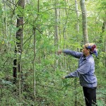 Nguốn vốn ưu đãi của NHCSXH giúp người nghèo tỉnh Quảng Ngãi có cơ hội khai hoang trồng rừng cải thiện cuộc sống