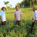 Ông Trần Văn Thìn (người đứng giữa), xóm Khe Vàng 2 được vay 50 triệu đồng từ NHCSXH để cải tạo đất, phát triển kinh tế từ cây chè