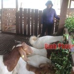 Gia đình chị Đồng Thị Bảy ở ấp Tân Lập, xã Phước Thiện vay vốn NHCSXH huyện để mở rộng chuồng trại chăn nuôi dê