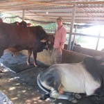 Từ chăn nuôi bò vỗ béo, gia đình anh Trần Văn Hùng có thu nhập từ 120 - 150 triệu đồng/năm