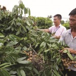 Nguồn vốn chính sách của NHCSXH góp phần xây dựng nông thôn mới ở Hưng Yên