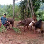 Từ vốn vay ưu đãi, người dân trên địa bàn tỉnh Hòa Bình đã có điều kiện đầu tư phát triển chăn nuôi từng bước ổn định cuộc sống
