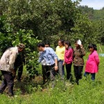 Nhờ nguồn vốn ưu đãi của NHCSXH, nông dân xã Phước Bình, huyện Bác Ái đã đầu tư trồng xen canh cây bưởi trên đất đồi dốc