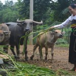 Nhờ sử dụng hiệu quả nguồn vốn tín dụng chính sách, chị Đinh Thị Thân ở thôn Ngù Xẻ, xã Quang Trung, huyện Ngọc Lặc đã có của ăn, của để, cải thiện chất lượng cuộc sống, phát triển sản xuất chăn nuôi