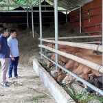 Mô hình chăn nuôi gia súc của gia đình anh Lò Văn Tiên được đầu tư từ nguồn vốn tín dụng chính sách