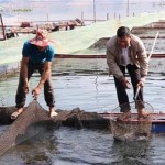Nhiều người dân ở huyện Quỳnh Nhai phát triển mô hình nuôi cá lồng nhờ nguồn vốn tín dụng chính sách