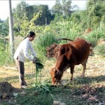 Có vốn ưu đãi, bà con huyện Sơn Dương phát triển chăn nuôi bò sinh sản