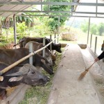 Mô hình nuôi nhốt trâu vỗ béo của hộ Cháng A Bào ở thôn Tiên Tốc, xã Bình An, huyện Lâm Bình (Tuyên Quang)
