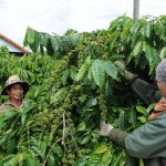 Nông dân Ngọc Hồi vay vốn ưu đãi trồng cà phê mang lại hiệu quả kinh tế cao