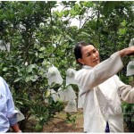 Hội Nông dân xã Đồng Tân, huyện Hữu Lũng thăm mô hình trồng cây ăn quả của hộ vay
