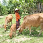 Đồng bào DTTS ở huyện Sơn Hòa vay vốn tín dụng chính sách để nuôi bò, phát triển kinh tế