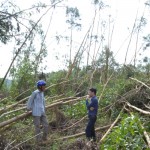 Cơn bão số 9 vừa qua đã làm cho vườn keo của gia đình ông Huỳnh Hữu Tài (bên trái) ở xã Bình Hiệp, huyện Bình Sơn (Quảng Ngãi) bị thiệt hại nặng nề