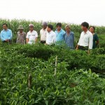 Từ nguồn vốn vay ưu đãi, nhiều hộ nông dân xã Vĩnh Hoà, huyện Vĩnh Thạnh đã đầu tư trồng ớt cho thu nhập cao