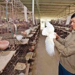 Từ nguồn vốn ưu đãi, nhiều nông dân trẻ ở Bắc Giang có vốn đầu tư nuôi chim bồ câu hiệu quả