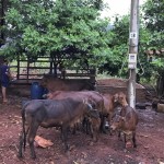 Nguồn vốn ưu đãi của NHCSXH đã giúp nhiều người dân vùng sâu của tỉnh Bình Phước đầu tư mua bò về nuôi thả