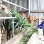 Chị Nguyễn Thị Hồng ở xã Cư Bông, huyện Ea Kar sử dụng vốn chính sách để phát triển chăn nuôi bò