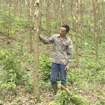 Bằng nguồn vốn vay NHCSXH, gia đình ông Đoàn Văn Tụy ở thôn 4, xã An Sinh, TX Đông Triều đã phát triển trồng rừng, mang lại hiệu quả kinh tế cao