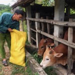 Mô hình chăn nuôi bò đem lại thu nhập ổn định cho gia đình anh Trần Văn Bảy ở thôn 2, xã Quảng Thạch, huyện Quảng Trạch