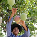 Nông dân trên địa bàn TP Cam Ranh vay vốn ưu đãi chuyển đổi cây trồng kém hiệu quả sang trồng xoài