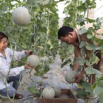 Nguồn vốn ưu đãi đã giúp người nghèo ở xã Quang Minh, huyện Bắc Quang đầu tư phát triển kinh tế hiệu quả