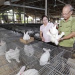 Nông dân Yên Bái vay vốn chính sách nuôi thỏ