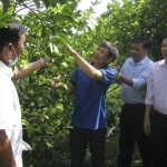 Cán bộ nông dân xã Xuân Thắng và NHCSXH huyện Thới Lai thăm quan vườn nhà anh Phong