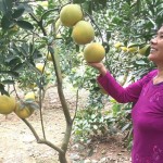 Vườn cây ăn quả từ nguồn vốn vay ưu đãi của nông dân Trần Thị Hồng ở huyện Ba Vì