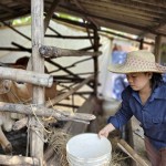 Hộ mới thoát nghèo ở huyện Vân Canh vay vốn để chăn nuôi