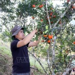 Anh Vì Văn Phanh ở xã Nậm Lạnh, huyện Sốp Cộp vay vốn chính sách trồng cây ăn quả