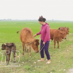 Gia đình bà Phạm Thị Sen ở thôn Thanh Long, xã Đông Hoàng, huyện Đông Hưng phát triển mô hình nuôi bò từ nguồn vốn ưu đãi của NHCSXH