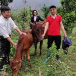 Từ nguồn vốn của NHCSXH, gia đình bà Hà Thị Đường ở thôn Minh Thành, xã Minh Tiến phát triển chăn nuôi bò sinh sản
