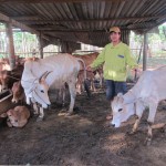 Từ nguồn vốn ưu đãi của NHCSXH, nhiều nông dân xã Long Phước đầu tư nuôi bò lai sind hiệu quả