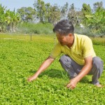 Anh Trần Thanh Toàn với mô hình trồng rau má đạt hiệu quả cao từ chương trình cho vay NS&VSMTNT