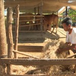 Đàn bò giống của ông Kim Dương ở ấp 6 được gây giống từ vốn vay ưu đãi