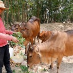 Gia đình bà Hoàng Thị Thu Ba vay vốn chính sách để đầu tư nuôi bò sinh sản, làm nghề phụ, cuộc sống gia đình được cải thiện, thoát nghèo