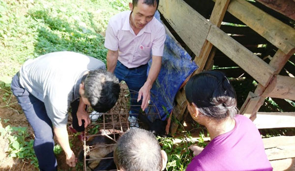 Cán bộ NHCSXH huyện Quế Phong kiểm tra con giống cho bà con bản Pà Khốm