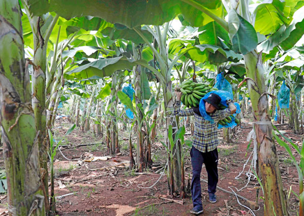 Nông dân Trảng Bom vay vốn ưu đãi phát triển diện tích trồng chuối