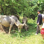 Hộ nghèo ở huyện Bảo Thắng vay vốn nuôi trâu sinh sản hiệu quả